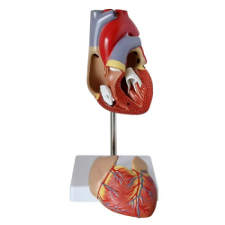 Модель сердца человека в натуральную величину UL-1