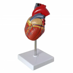 Модель сердца человека в натуральную величину UL-1