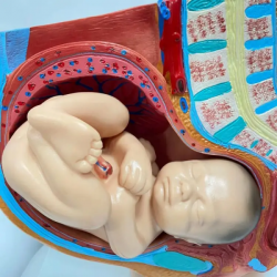 Анатомическая модель репродуктивной системы Модель женской беременности Модель женского таза и ребенка в натуральную величину UL