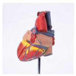 Модель анатомии сердца один к одному UL-122