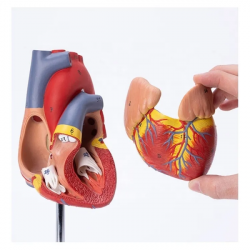 Модель анатомии сердца один к одному UL-122