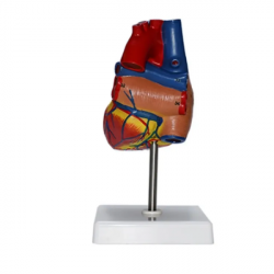 Модель натуральной анатомии большого сердца  UL-1304