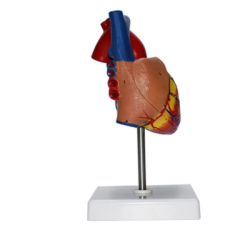 Модель натуральной анатомии большого сердца  UL-1304