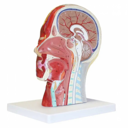 Анатомия человека в натуральную величину, голова, лицо UL-YL