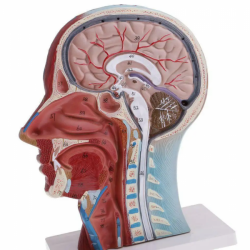 Анатомия человека в натуральную величину, голова, лицо UL-YL
