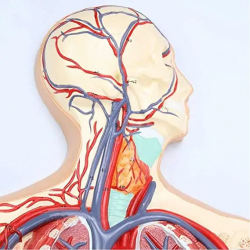 Модели системы кровообращения человека включают отделяемое сердце UL-117