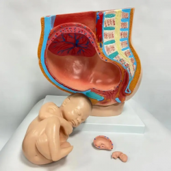 Репродуктивная система, ПВХ, 4 части, имитирующая модель женского таза человека с ребенком UL-J421