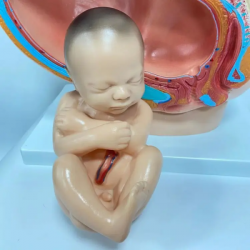 Репродуктивная система, ПВХ, 4 части, имитирующая модель женского таза человека с ребенком UL-J421