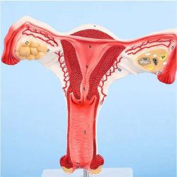 Модель женского репродуктивного органа, анатомическая модель из ПВХ UL-326-1