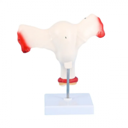 Модель женского репродуктивного органа, анатомическая модель из ПВХ UL-326-1