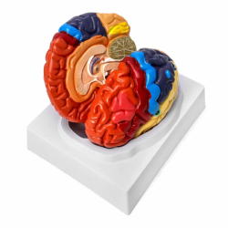 Анатомическая модель человеческого мозга в натуральную величину Цветной разделенный мозг 2 части Анатомически точная модель мозг