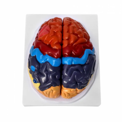 Анатомическая модель человеческого мозга в натуральную величину Цветной разделенный мозг 2 части Анатомически точная модель мозг