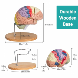 Анатомическая модель человеческого мозга для обучения  UL-307