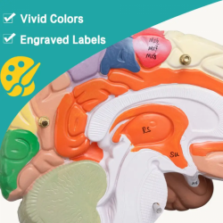 Анатомическая модель человеческого мозга для обучения  UL-307