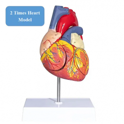 Увеличенная в 2 раза анатомическая модель сердца Модель человеческого сердца с анатомической моделью придатка правого левого пре