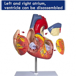 Увеличенная в 2 раза анатомическая модель сердца Модель человеческого сердца с анатомической моделью придатка правого левого пре