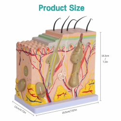 Модель анатомии кожи человека Схема Модель Модель анатомии кожи человека Структура 50-кратное увеличение с волосами UL-YHE