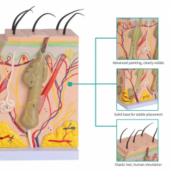 Модель анатомии кожи человека Схема Модель Модель анатомии кожи человека Структура 50-кратное увеличение с волосами UL-YHE