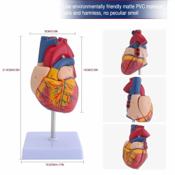 Модель человеческого сердца, 2 части, в натуральную величину, анатомически точная пронумерованная медицинская модель сердца UL-3