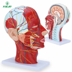 Анатомическая модель головы человека в натуральную величину, носовая полость, горло, мозг UL-403
