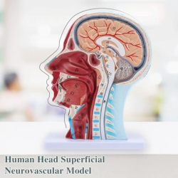 Анатомическая модель головы человека в натуральную величину, носовая полость, горло, мозг UL-403