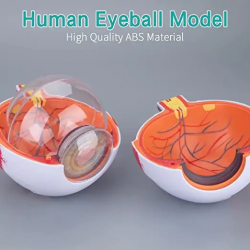 Анатомическая модель человеческого глаза, увеличенная в 6 раз UL-316