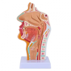 Анатомия носа и горла человека медицинская модель UL-117