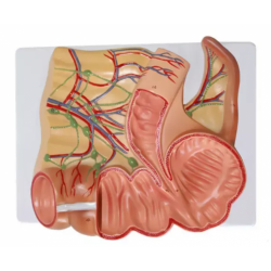 Модель слепой кишки и аппендикса человека UL