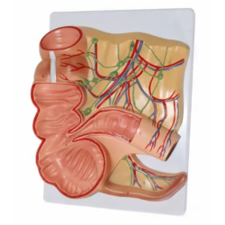 Модель слепой кишки и аппендикса человека UL