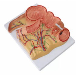 Модель слепой кишки и аппендикса человека UL