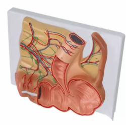 Модель слепой кишки и аппендикса человека UL