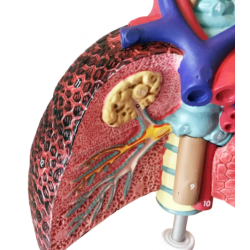 Биологическая модель гортани,  сердца и легких UL