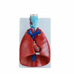 Анатомическая модель человеческой гортани, сердца и легких UL-303D