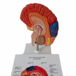 Модель функциональной зоны человеческого мозга  UL-118