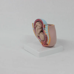 Анатомическая модель Репродуктивная система ПВХ 4 части обучающая модель женского таза человека с ребенком UL-J421