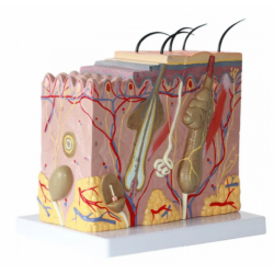 Модель структуры кожи, увеличение в 70 раз  UL