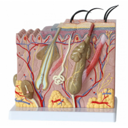 Модель структуры кожи, увеличение в 70 раз  UL