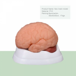 Анатомическая модель мозга, 8 частей, модель мозга, анатомические модели для медицинского обучения UL-3307