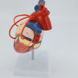 Пластиковая анатомическая модель сердца человека в натуральную величину UL-25