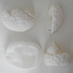Анатомическая модель мозга человека состоящая из 3-х частей UL-HE