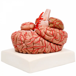 Анатомическая модель мозга, 9 частей UL-3307-1