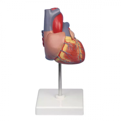 Цветная модель сердца UL-MS