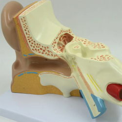 3d модель человеческого уха 3-х кратное увеличение UL-P