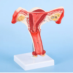 1:1 модель женского репродуктивного органа анатомическая модель из ПВХ UL-326-1