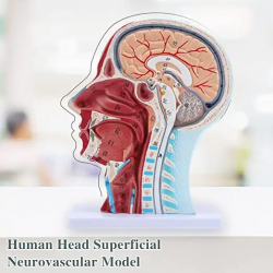 Поверхностная нейроваскулярная модель половины головы человека UL-23