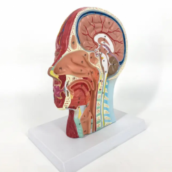 Анатомическая модель с мелкими мышцами головы человека, медицинская анатомическая модель с нервами и кровеносными сосудами UL-MG