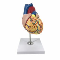 ПВХ, анатомическая модель сердца UL-010