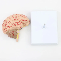 Модель человеческого мозга Анатомия Модель цереброваскулярной анатомии с мозговой артерией UL-HE