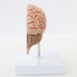Модель человеческого мозга Анатомия Модель цереброваскулярной анатомии с мозговой артерией UL-HE