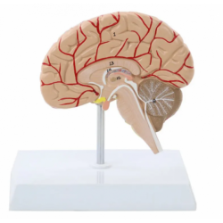 Модель половины головного мозга с артериями, 8 частей UL